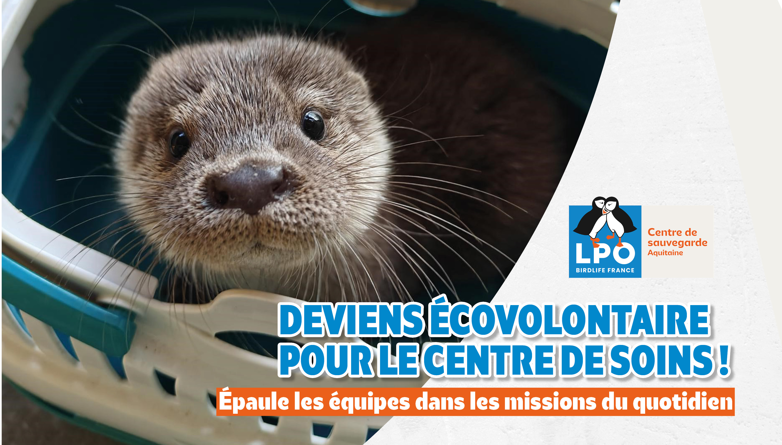 Deviens écovolontaire au Centre de soins LPO Aquitaine !